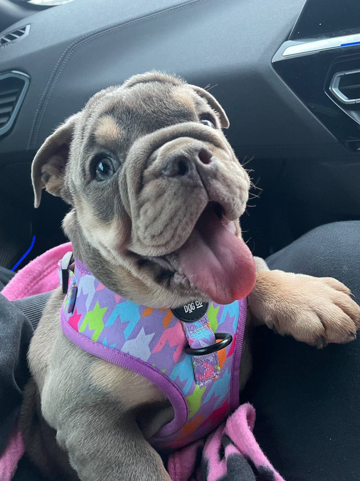 Westwood Dog Co Harness - Bubblegum Houndstooth Print