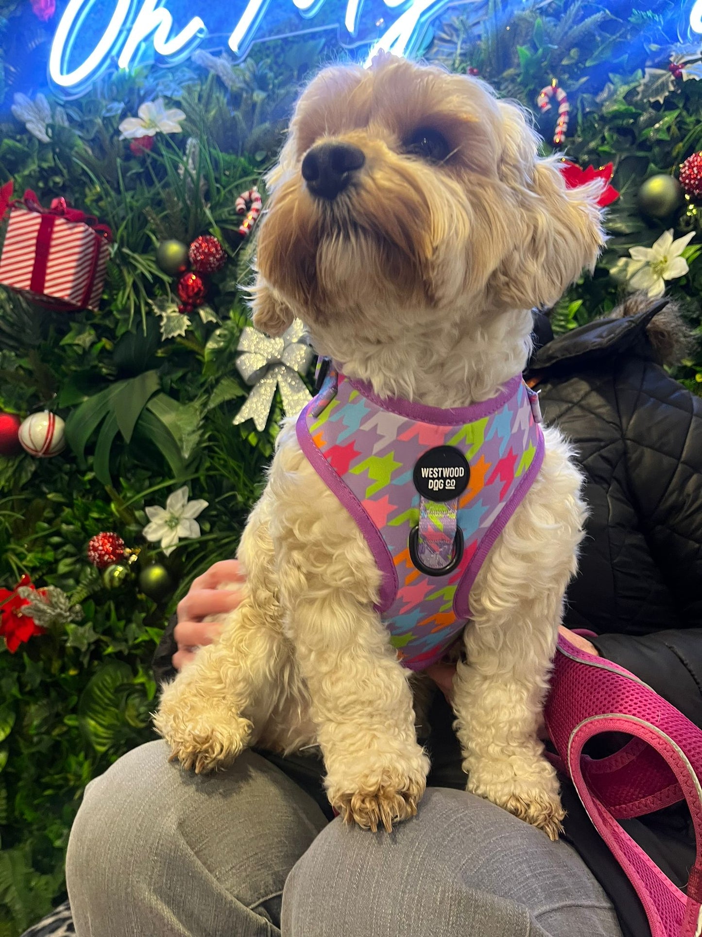 Westwood Dog Co Harness - Bubblegum Houndstooth Print