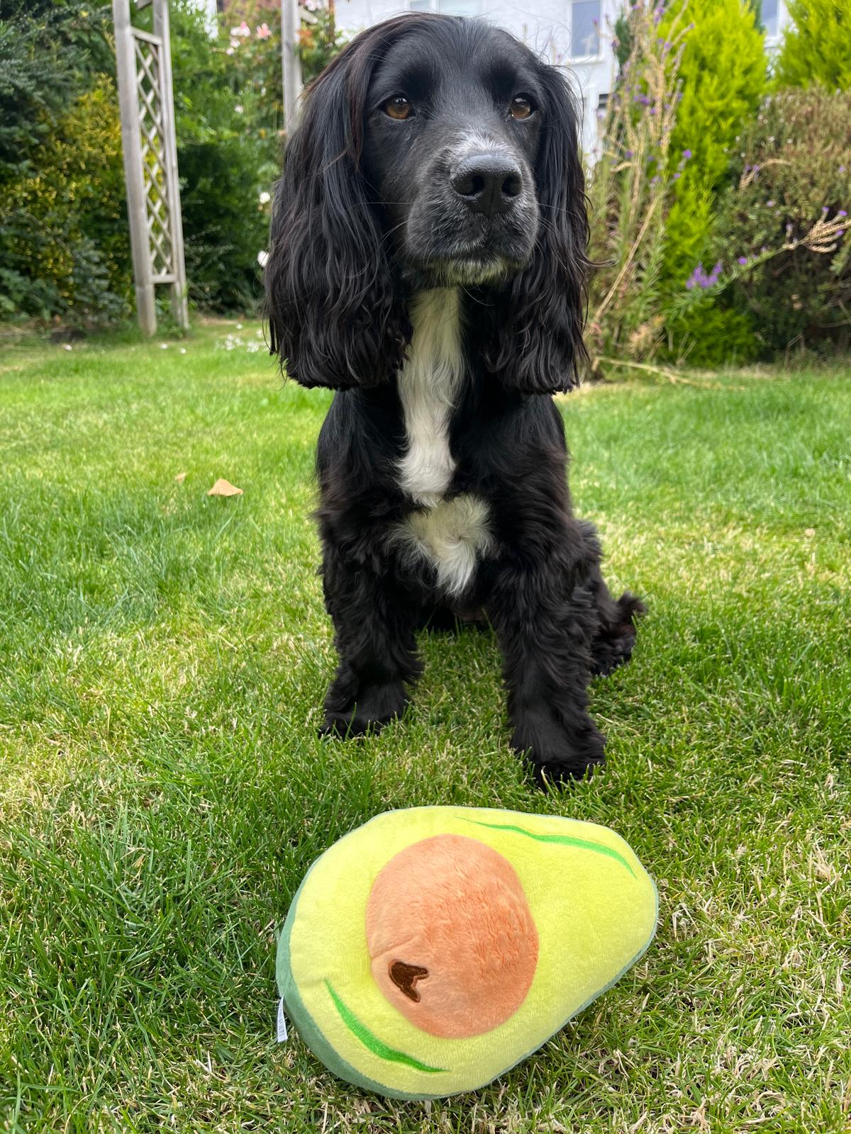 Avocado Plush with Hidden Spikey Ball