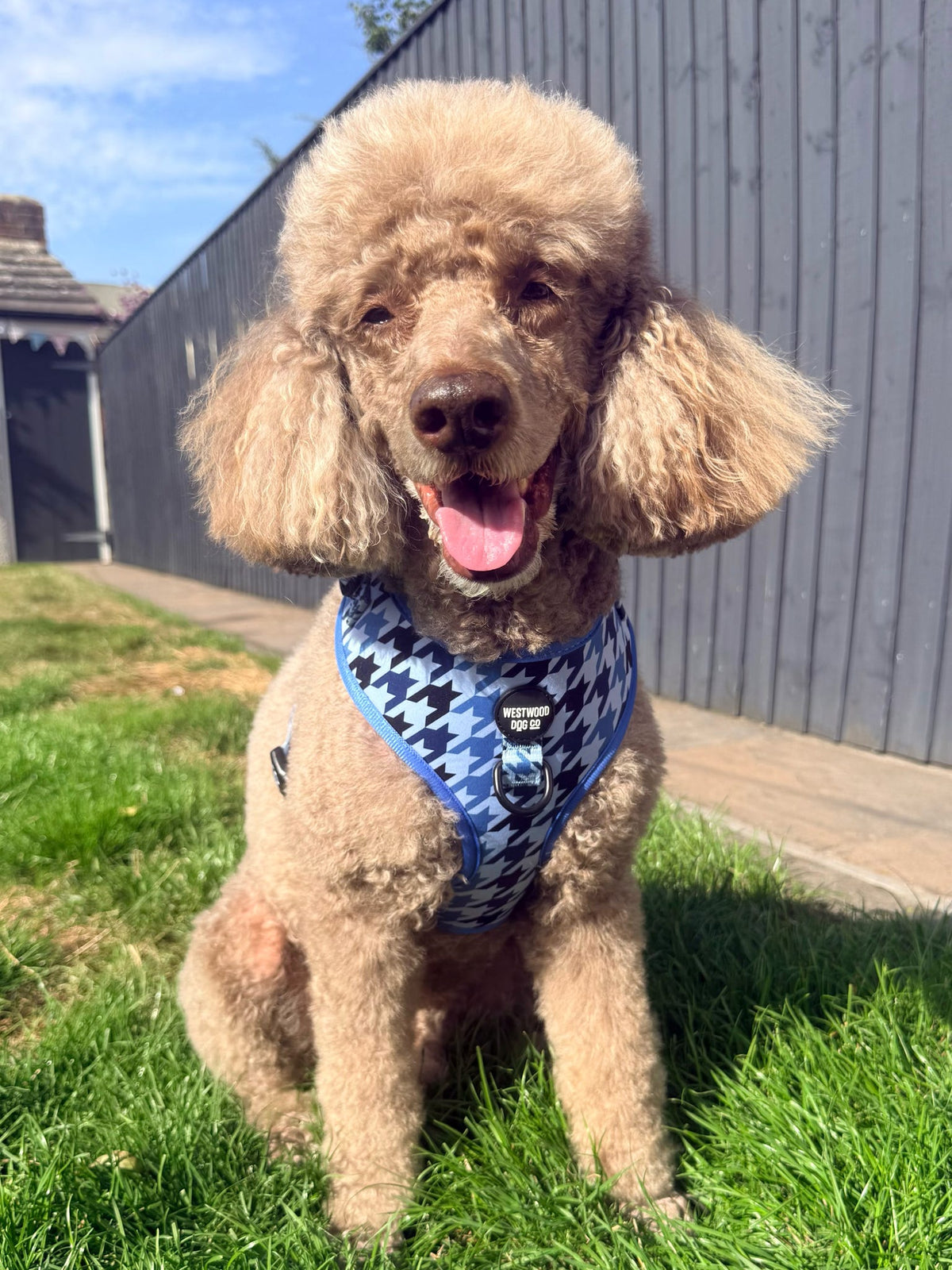 Westwood Dog Co - Blueberry Houndstooth Harness