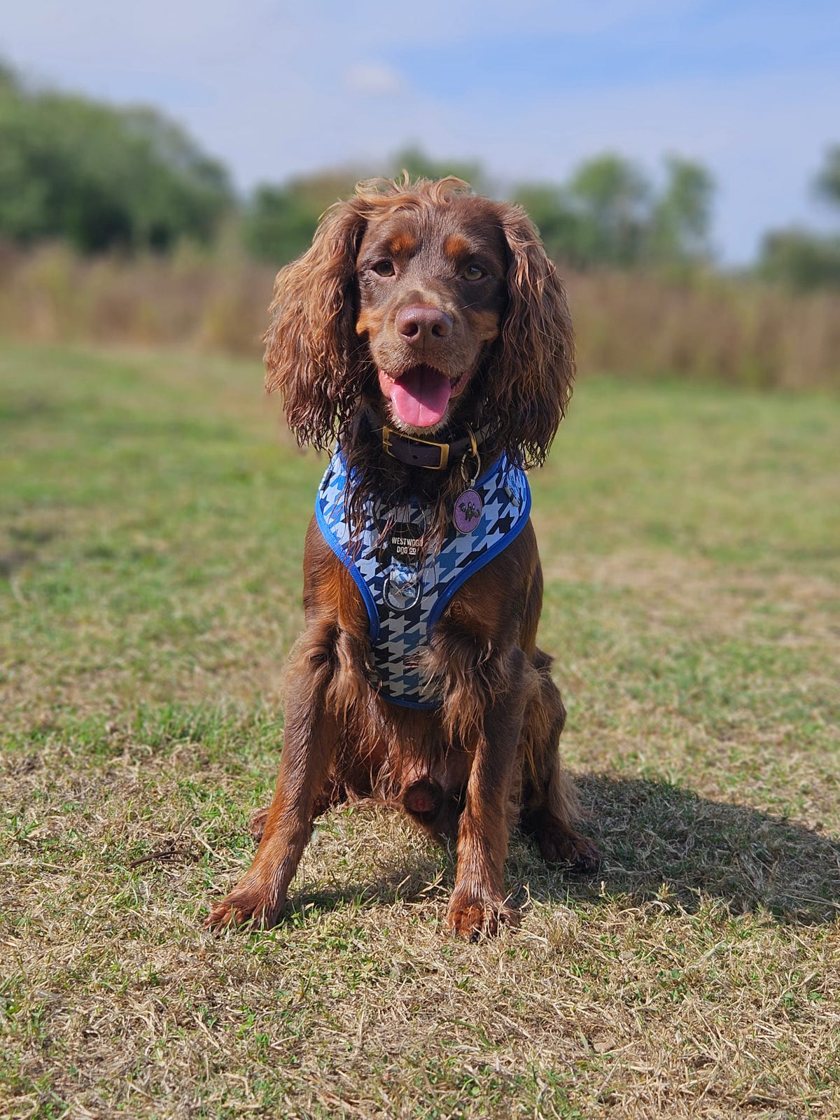Westwood Dog Co - Blueberry Houndstooth Harness