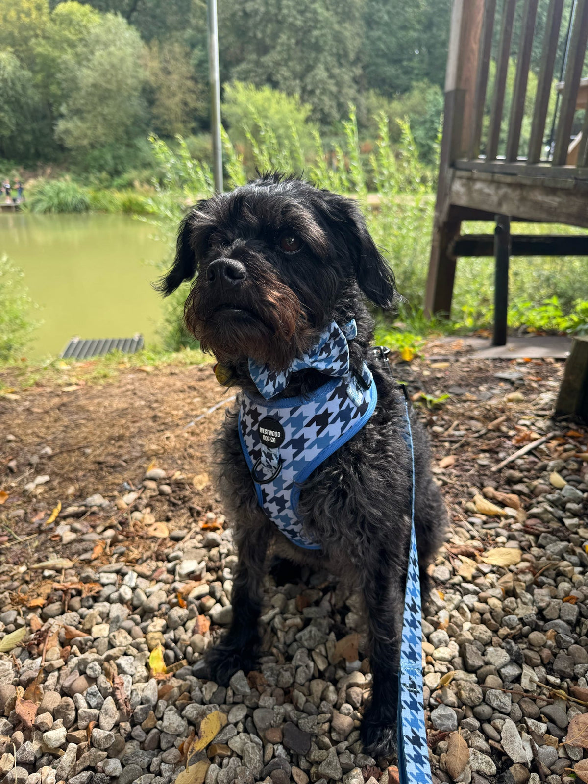 Westwood Dog Co - Blueberry Houndstooth Lead