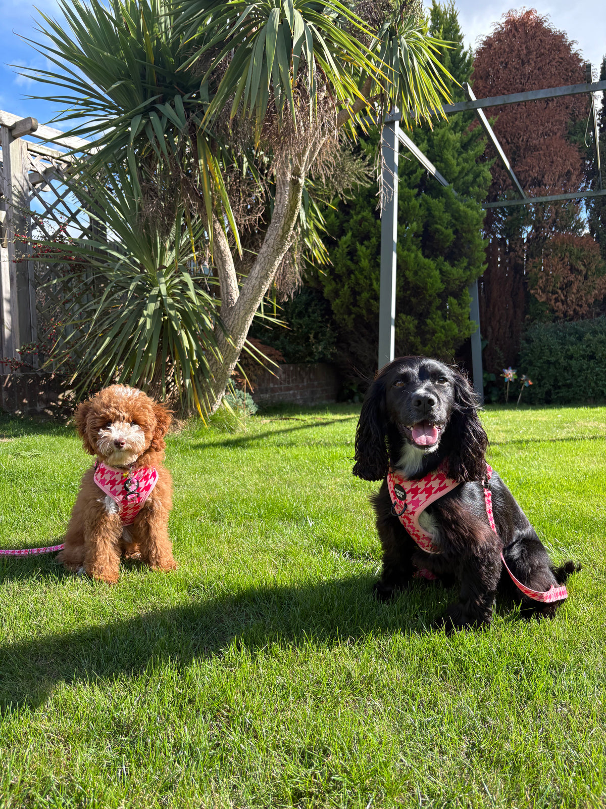 Westwood Dog Co - Strawberry Houndstooth Harness
