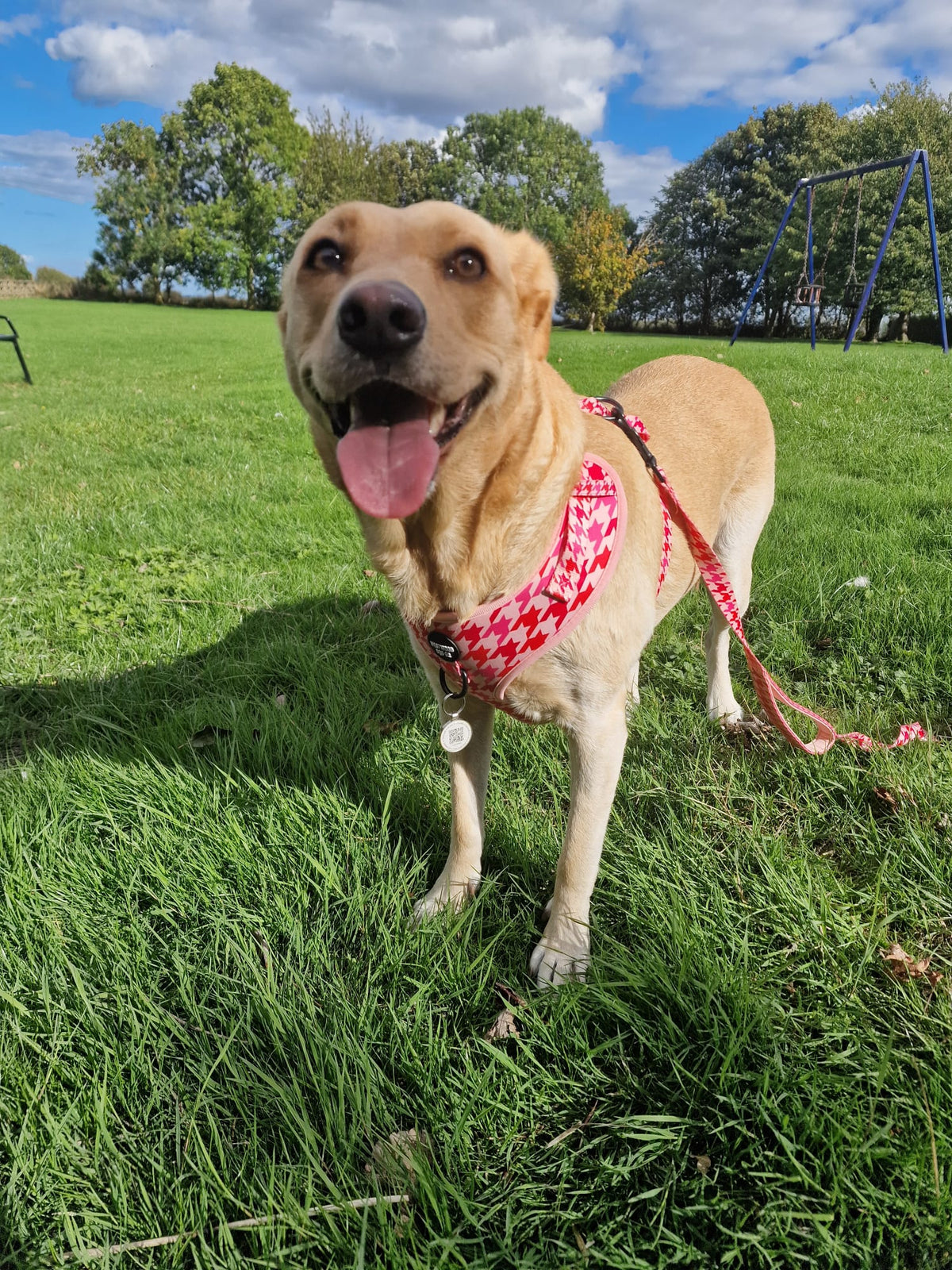 Westwood Dog Co - Strawberry Houndstooth Lead