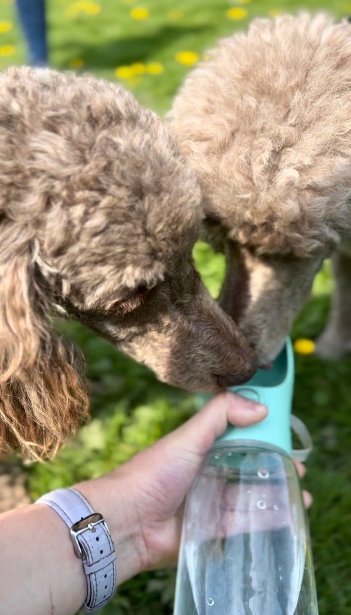 Travel Water Bottle - Green