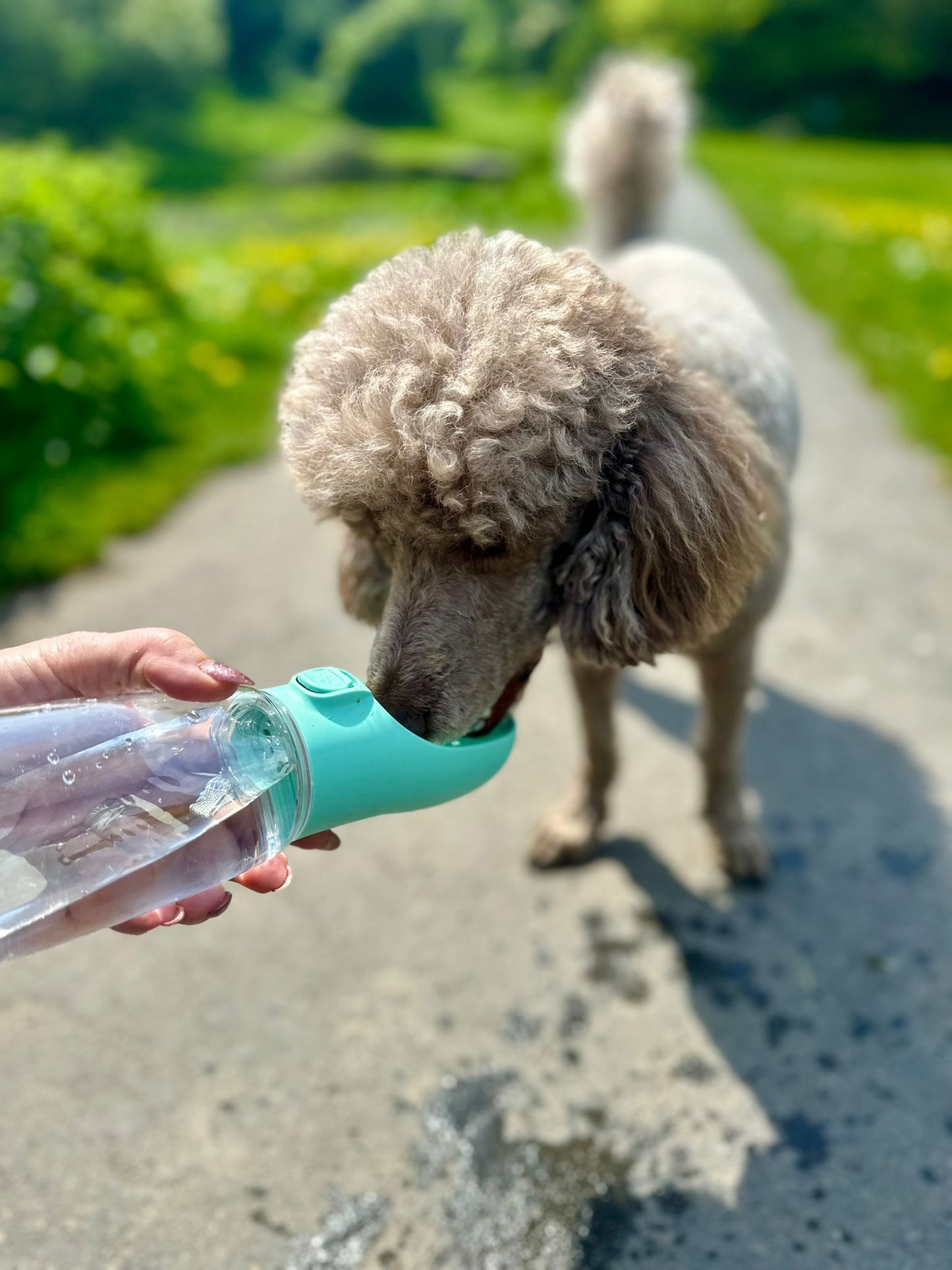 Travel Water Bottle - Green