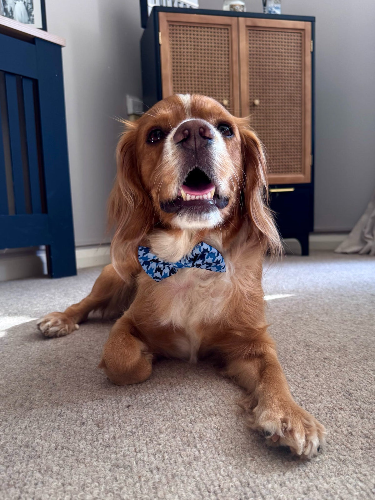 Westwood Dog Co - Blueberry Houndstooth Bow Tie