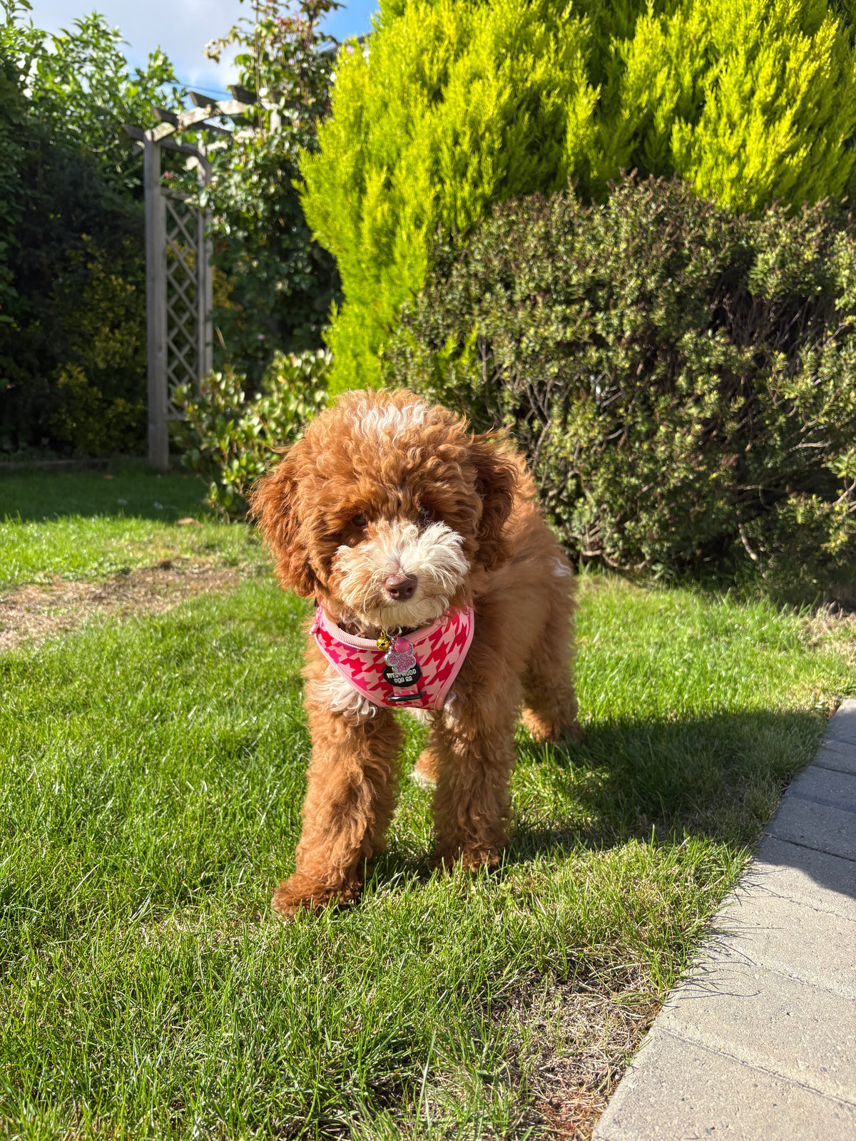 Westwood Dog Co - Strawberry Houndstooth Harness