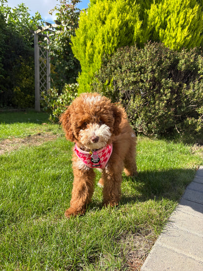 Westwood Dog Co - Strawberry Houndstooth Harness