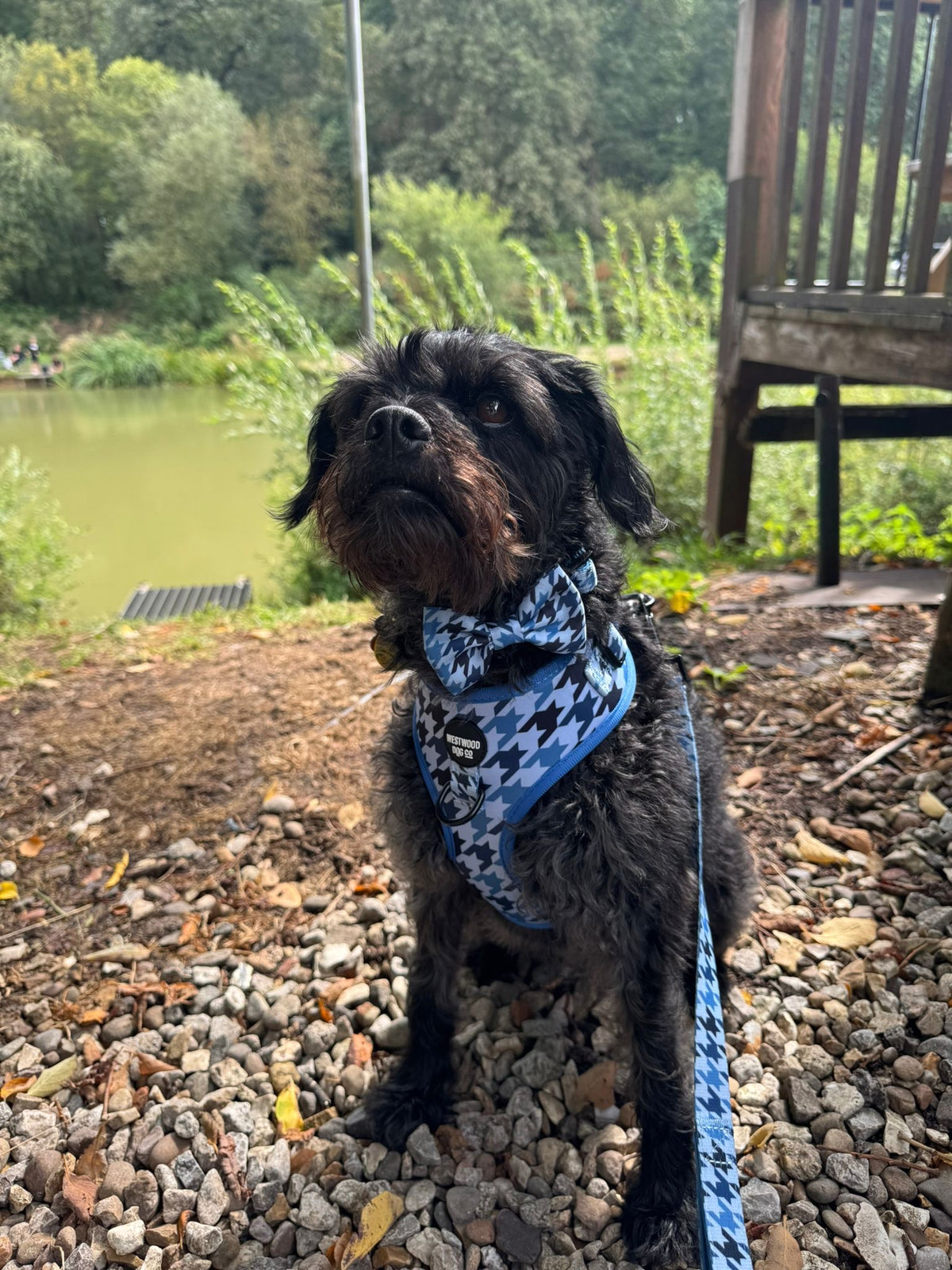 Westwood Dog Co - Blueberry Houndstooth Bow Tie