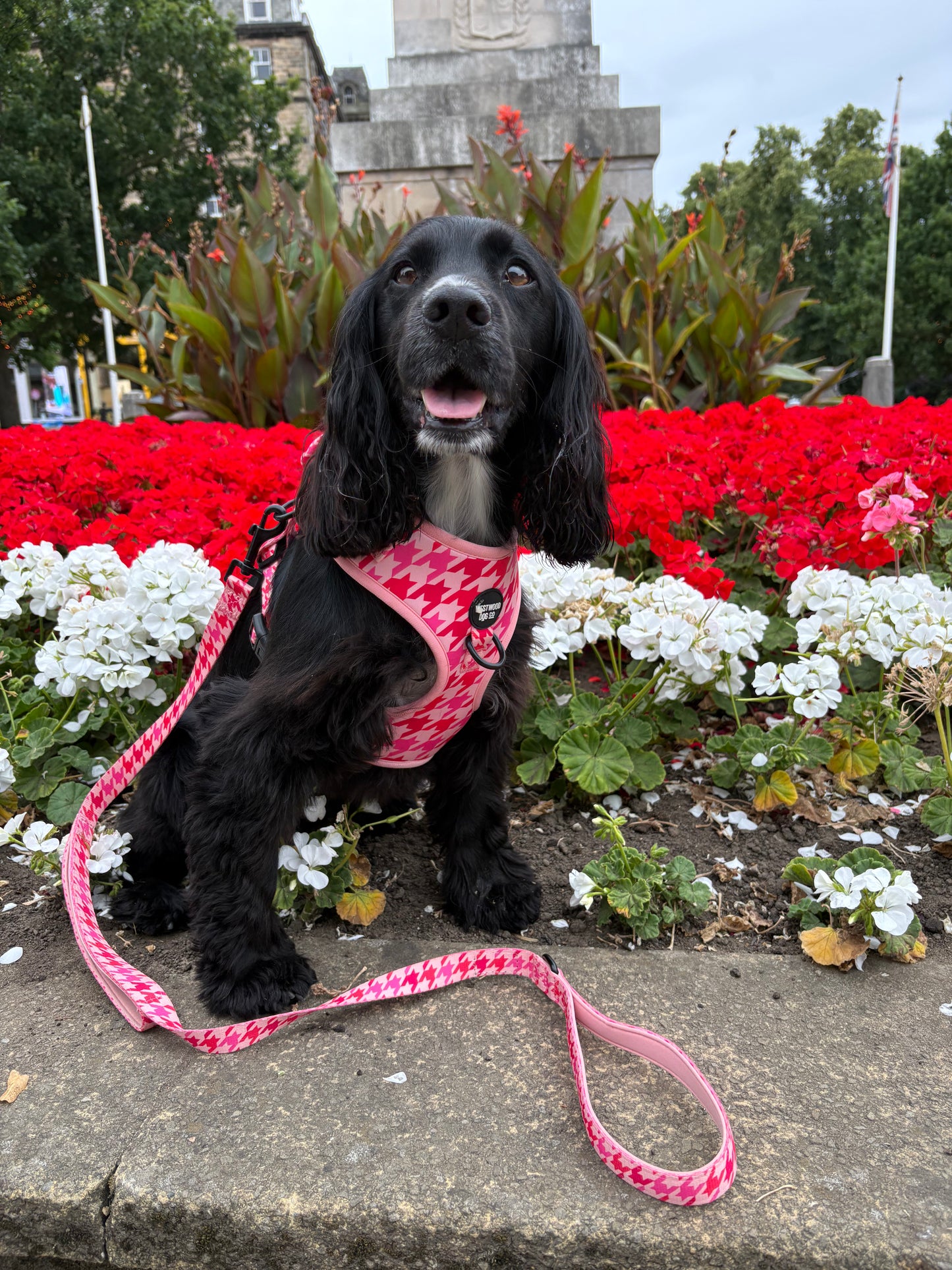 Westwood Dog Co - Strawberry Houndstooth Lead