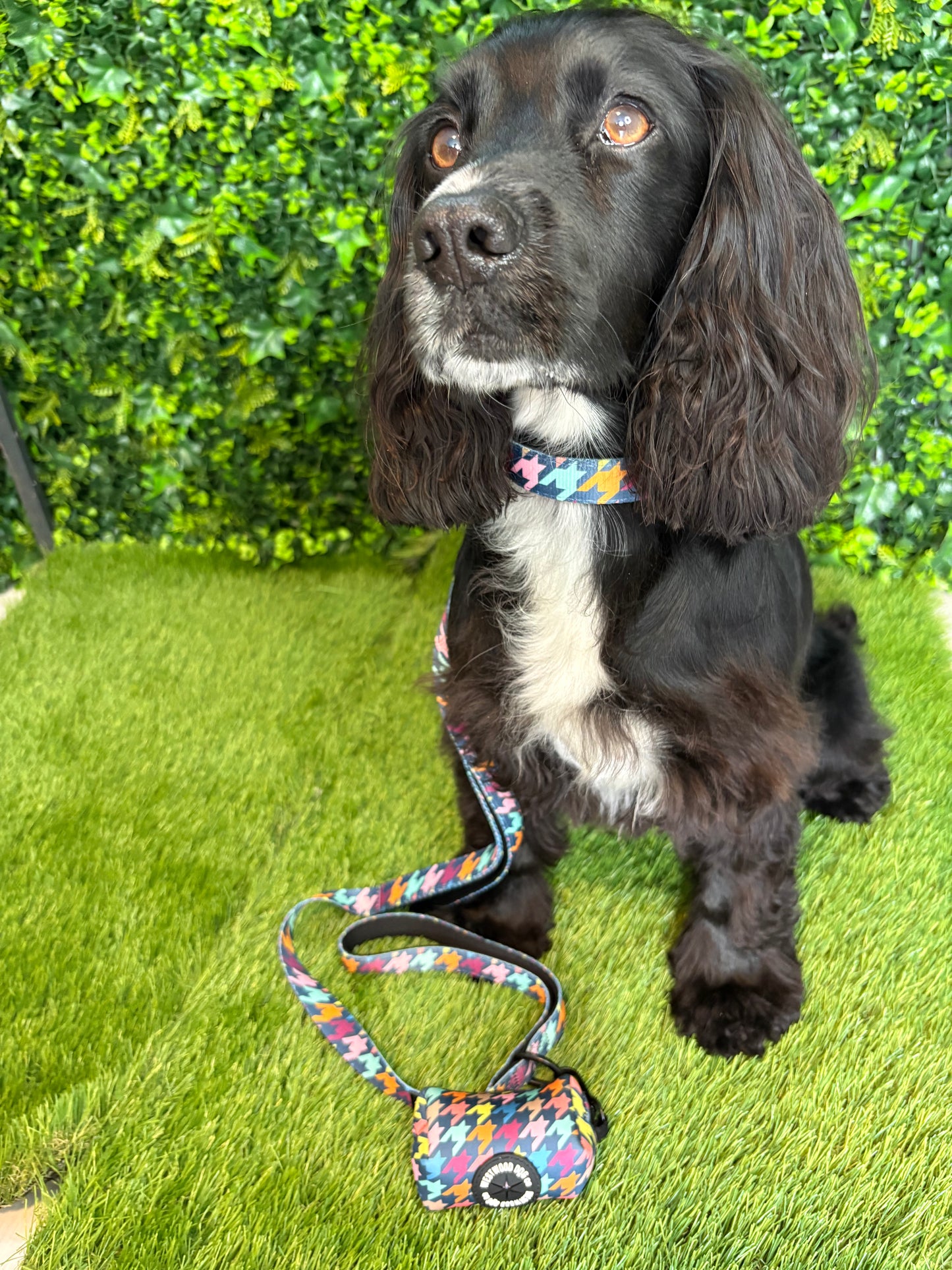 Westwood Dog Co Collar - Original Houndstooth Print