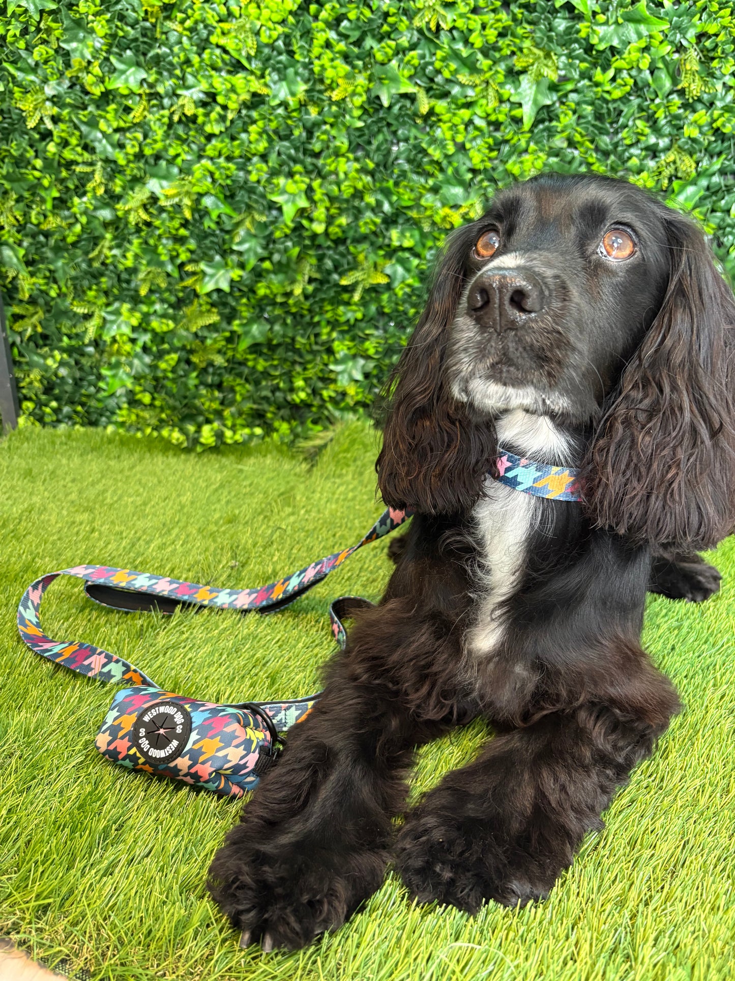 Westwood Dog Co Collar - Original Houndstooth Print