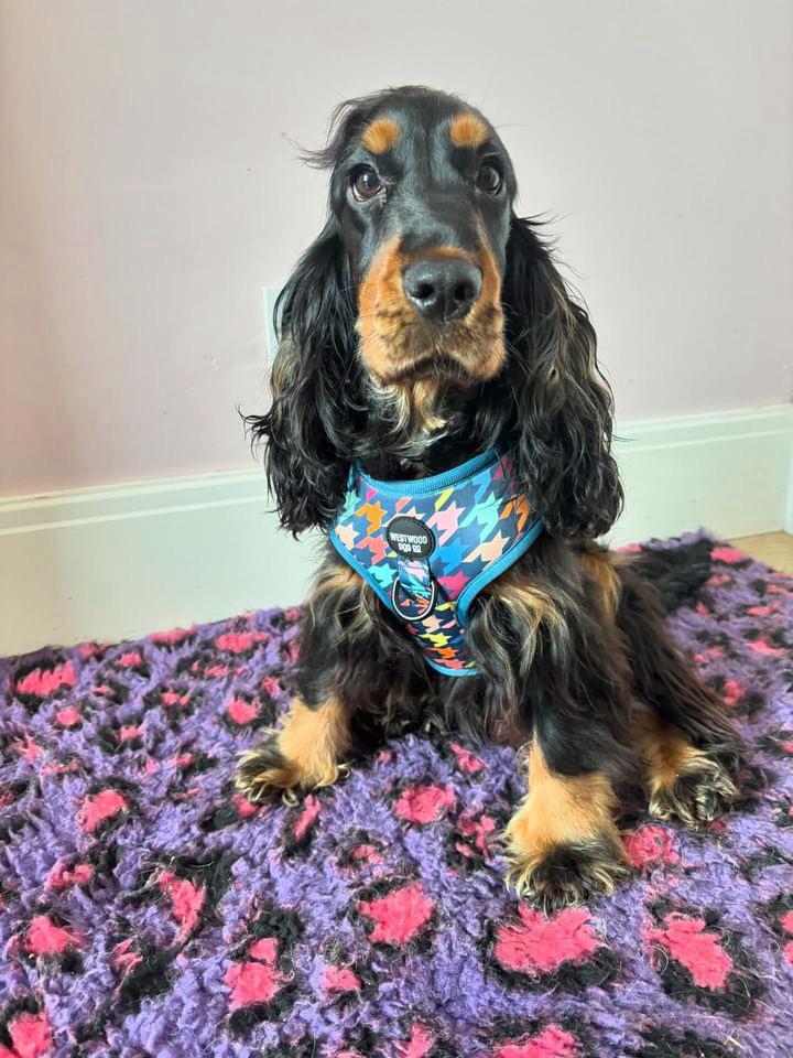 Westwood Dog Co - Original Houndstooth Print Harness