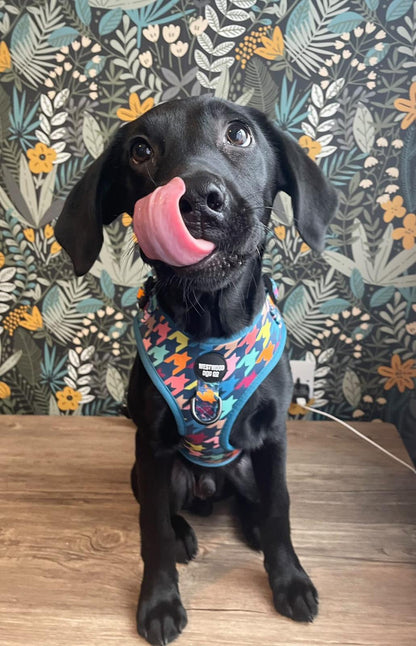 Westwood Dog Co - Original Houndstooth Print Harness